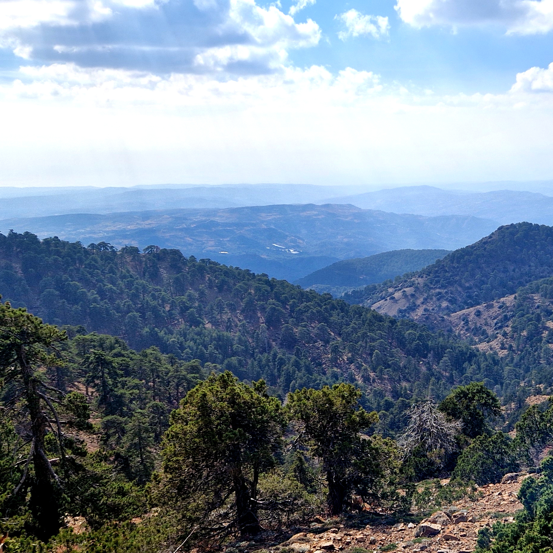 The Troodos Forest